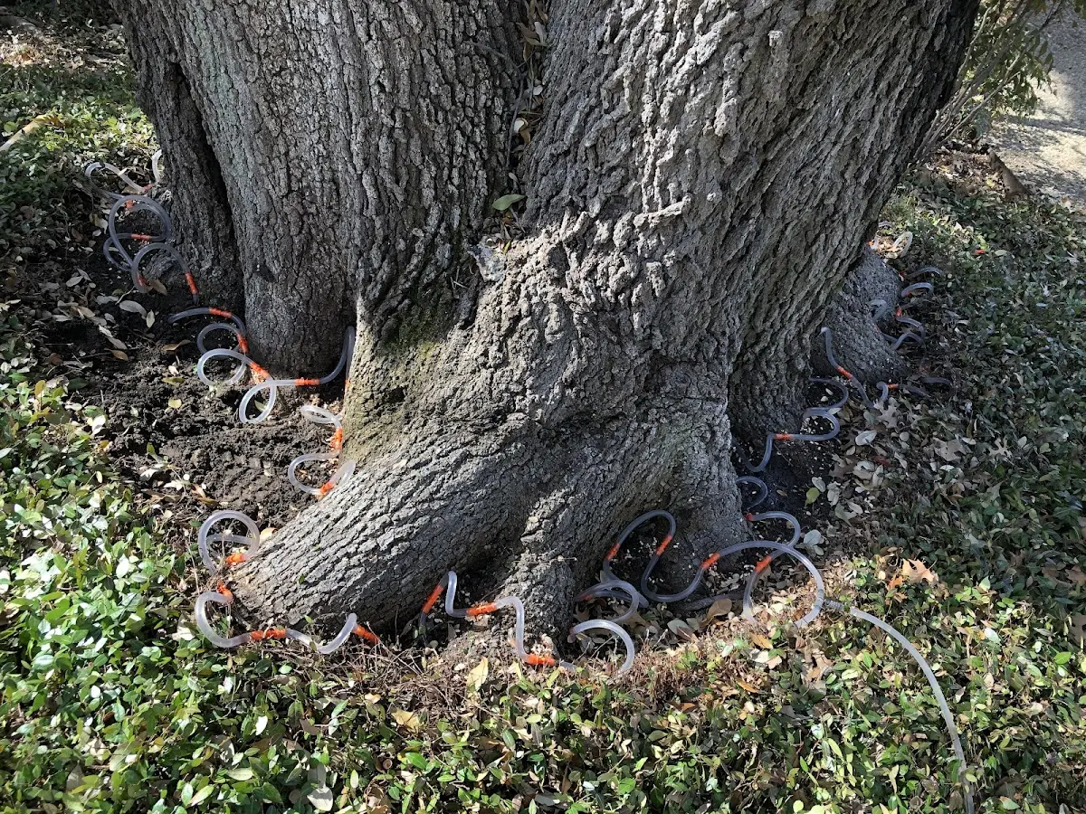 Detailed Tree Cabling and Bracing job site in Browerville